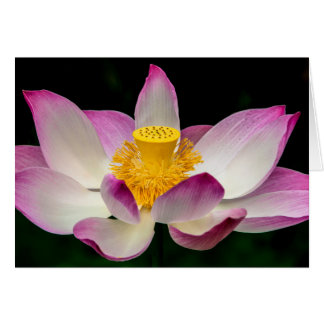 Cartão Excelente De Fotografia Lotus Flower Yoga Om Gift!