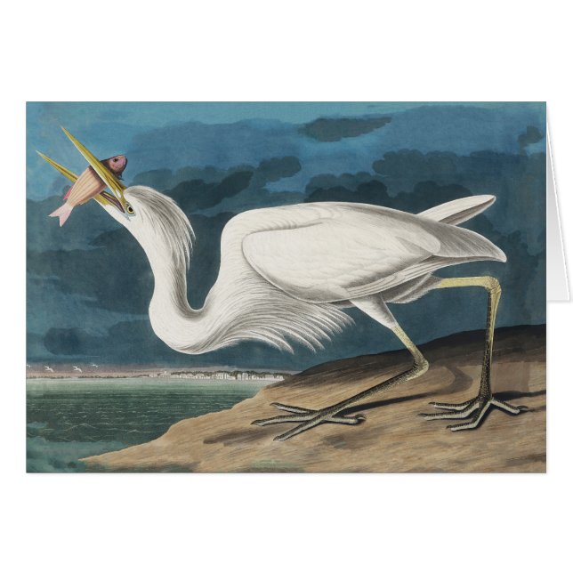 Cartão Excelente White Heron Audubon Bird Willife Paintin (Frente Horizontal)