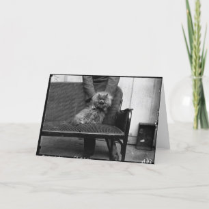 Cartão Exhibition Cat Club - Mondial 493