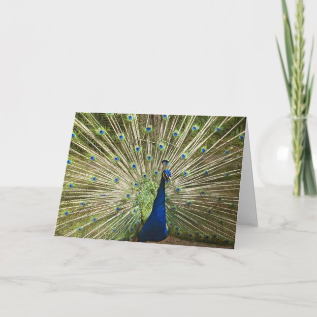 Cartão Exibição de Peacock (Frente)