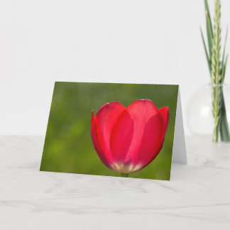 Cartão Existem tulipas e tulipas