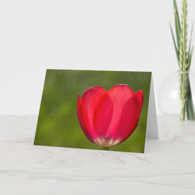 Cartão Existem tulipas e tulipas (Frente)