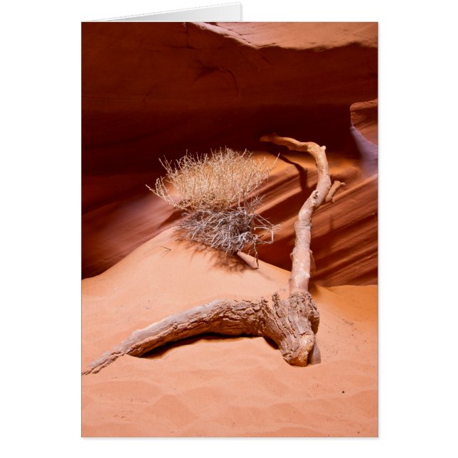 Cartão Explorar a Arizona (Frente)