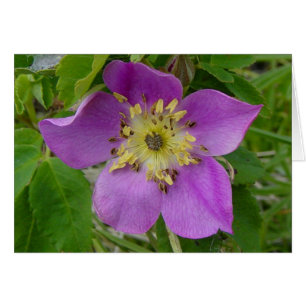 Cartão F13 Rosa Silvestre Rosa Espinhosa