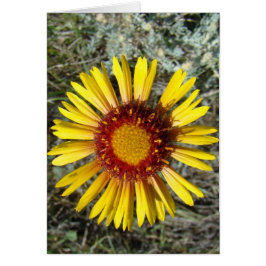 Cartão F1 Flor Amarela Selvagem Gaillardia