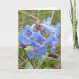 Cartão F3 Flores Silvestres Azuis Penstemon Azul Delgado