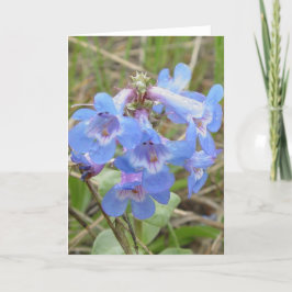 Cartão F3 Flores Silvestres Azuis Penstemon Azul Delgado