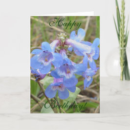 Cartão F3 Flores Silvestres Azules Penstemon Azul Delgado