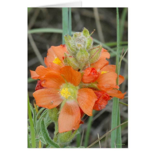 Cartão F40 Flores Silvestres Laranja Malva Escarlate (Frente)