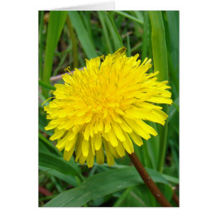 Cartão F45 Dandelion "Taraxacum officinale"