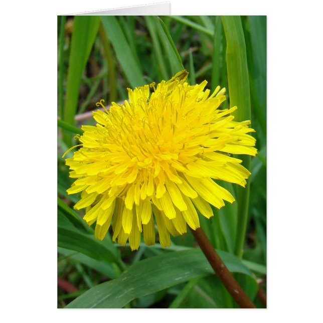 Cartão F45 Dandelion "Taraxacum officinale" (Frente)