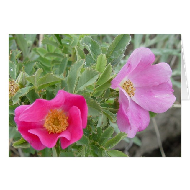 Cartão F4 Rosas Silvestres (Frente Horizontal)