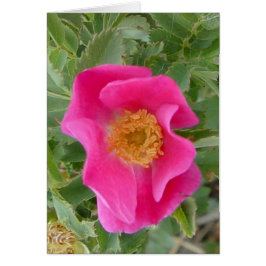 Cartão F4a Rosa Silvestre