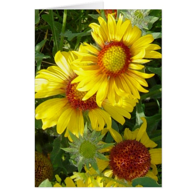 Cartão F6 Flores Amarelas Gaillardia (Frente)