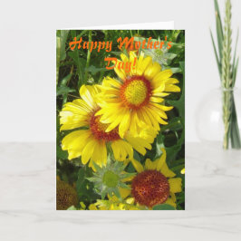 Cartão F6 Flores Amarelas Gaillardia