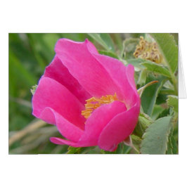 Cartão F7 Rosa Silvestre