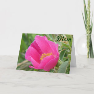 Cartão F7 Rosa Silvestre