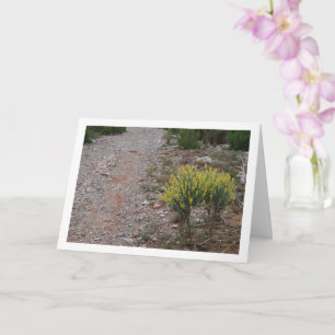 Cartão Fabale, Anthyllis Cytisoides