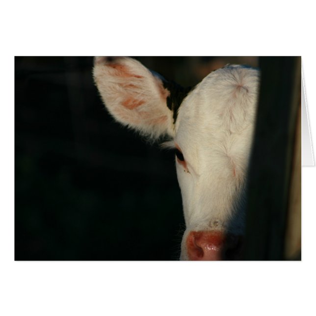 Cartão Face branca de vitelo (Frente horizontal)