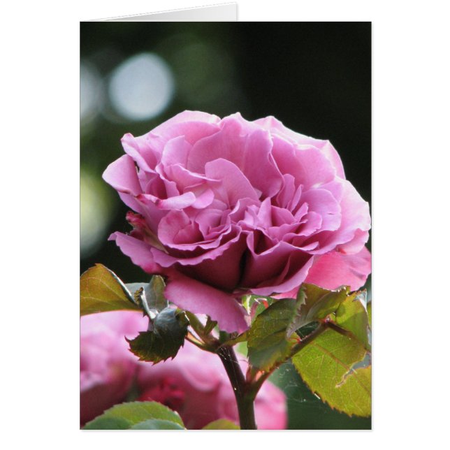 Cartão Face de Anjo Subindo 196 (Frente)