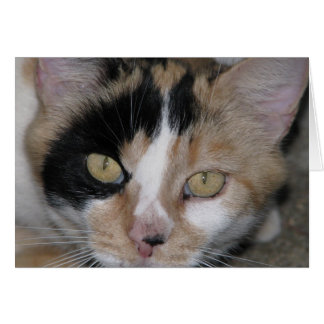 Cartão Face de Gato