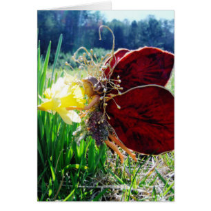 Cartão Fada nos Daffodils