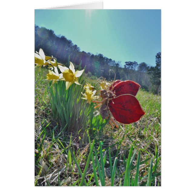 Cartão fadas de asa vermelha e narcisos (Frente)