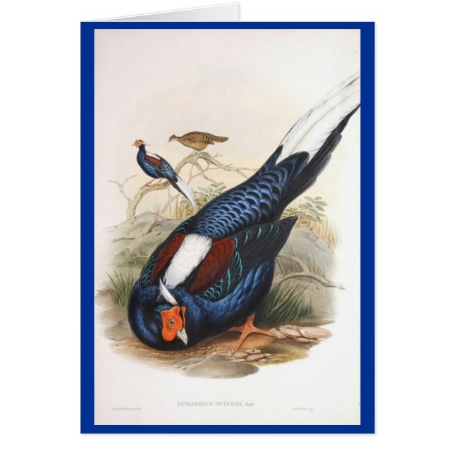 Cartão Faisão do Fireback de Gould - de Swinhow (Frente)