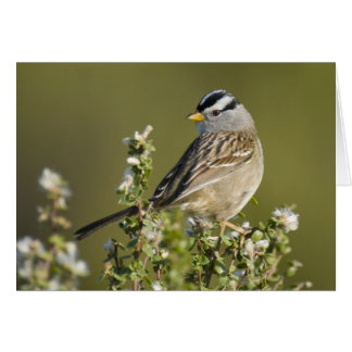 Cartão Faísca com coroação branca