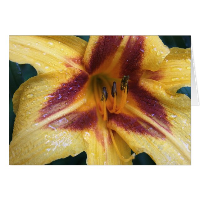 Cartão Faísca vermelha amarela (Frente Horizontal)