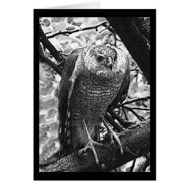 Cartão Falcão Afiado-Shinned (Frente)