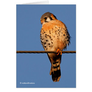 Cartão Falcão americano Kestrel num fio