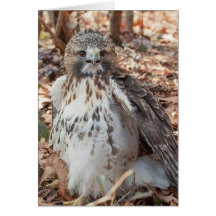Falcão atado vermelho