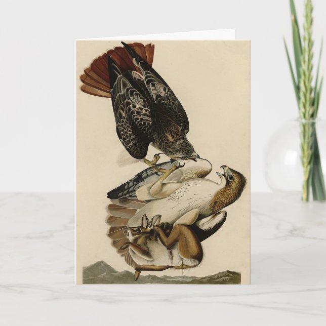 Cartão Falcão de cauda vermelha das aves da América de Au (Frente)