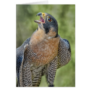 Cartão Falcão de peregrino