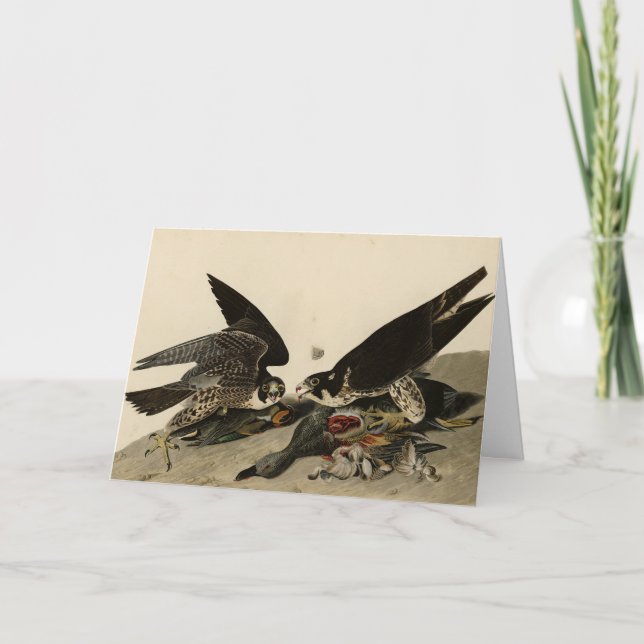 Cartão Falcão de pés excelentes das Aves da América de Au (Frente)