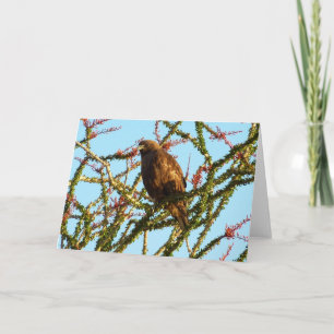 Cartão Falcão imaturo de pele vermelha em Ocotillo Bush