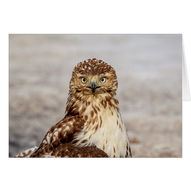 Cartão Falcão imaturo de pele vermelha no chão (Frente Horizontal)