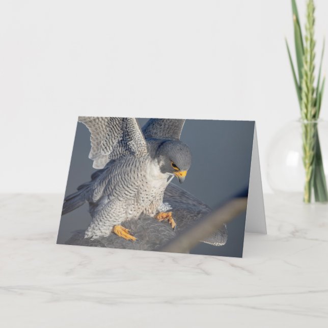 Cartão Falcão Peregrine ao longo do rio Hudson (Frente)