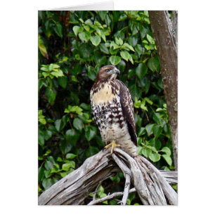 Cartão Falcão vermelho-atado juvenil