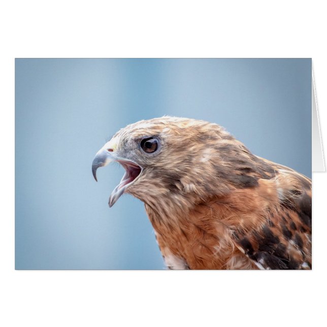 Cartão Falcão Vermelho Ombro numa pedra (Frente Horizontal)