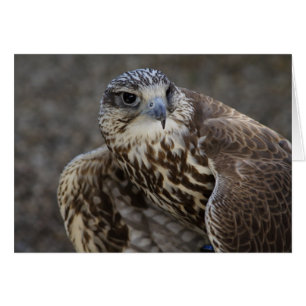 Cartão Falco cherrug