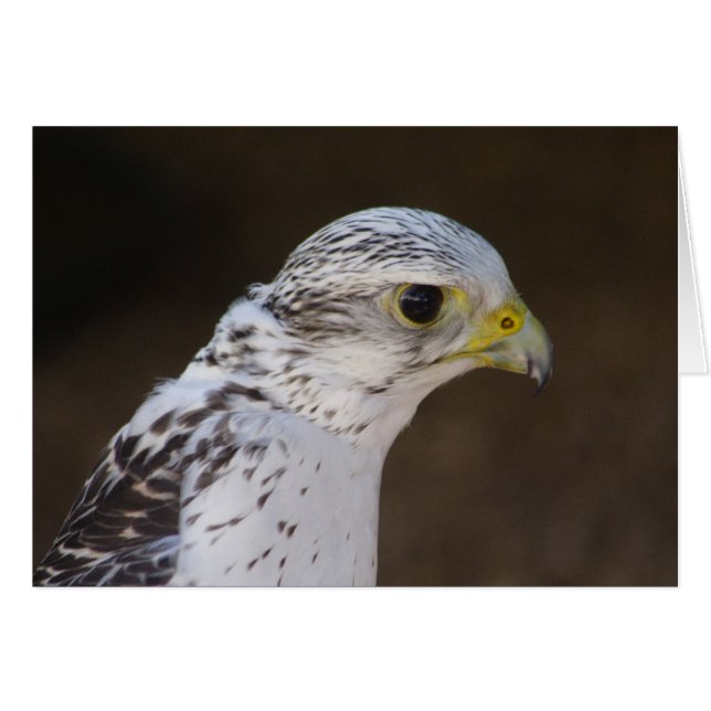 Cartão Falco rusticolus (Frente Horizontal)