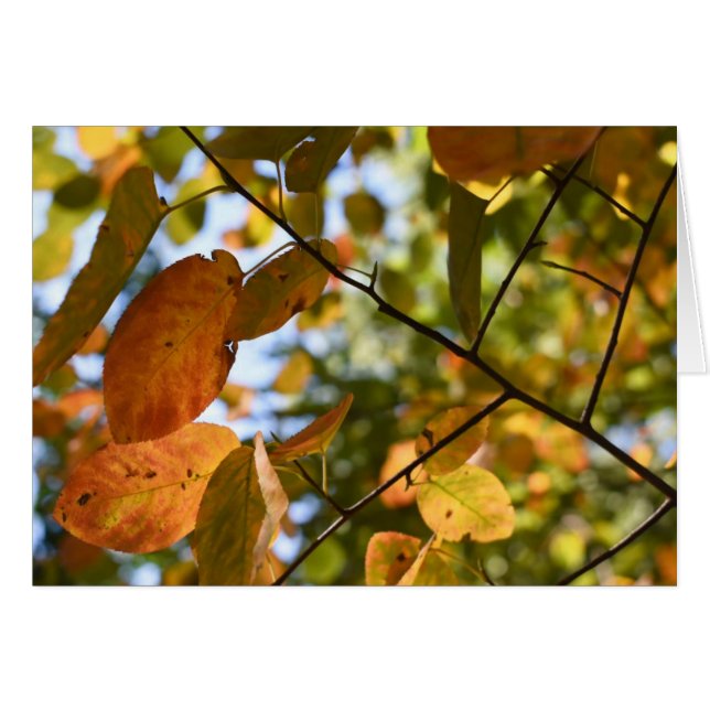 Cartão Fall Leaf Autumn Deixa Sky Nature Fotografia (Frente Horizontal)