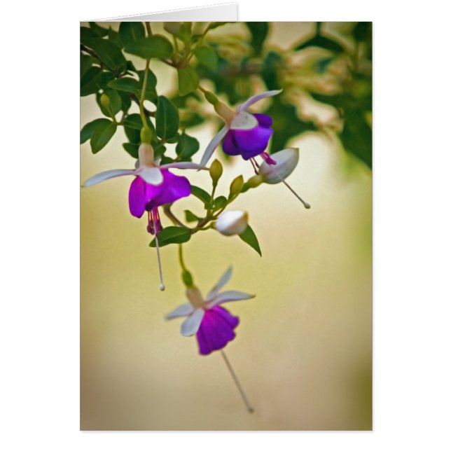 Cartão Falta De Foco-Fuchsia (Frente)