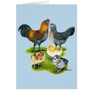 Cartão Família Ameraucana de frango