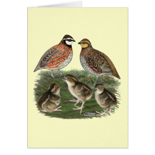 Cartão Família Bobwhite Quail