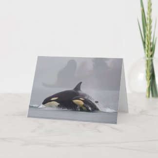 Cartão Família da orca