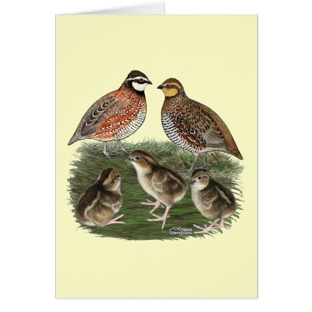 Cartão Família de Codorniz Bobwhite (Frente)