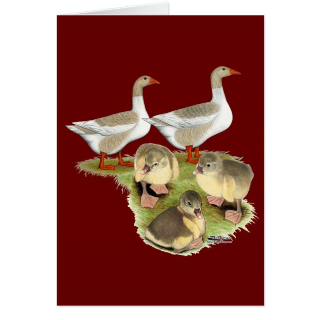 Cartão Família de Ganso Pomeraniana (Frente)